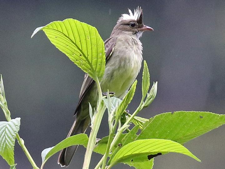 Mottle-backed Elaenia