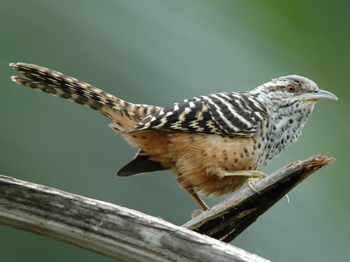 Band-backed Wren
