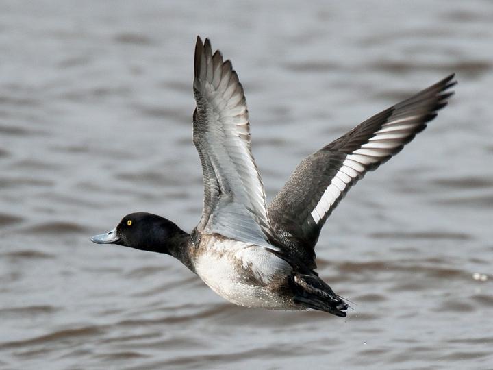 Greater Scaup