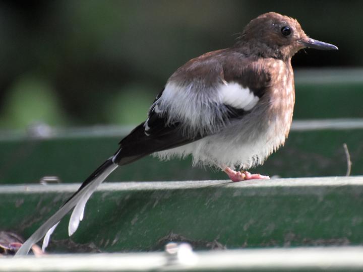Spotted Forktail