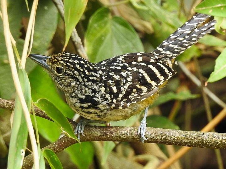 Spot-backed Antshrike