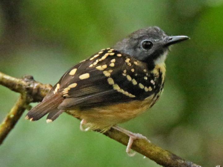 Spot-backed Antbird