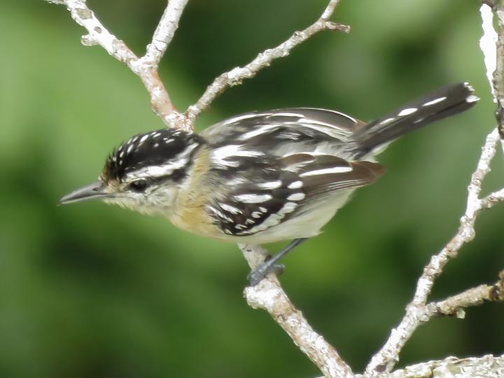 Spot-backed Antwren