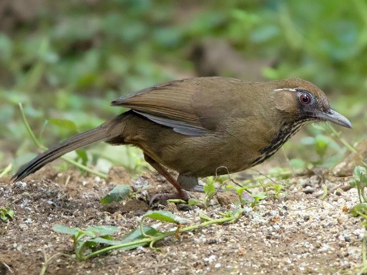 Spot-breasted Laughingthrush