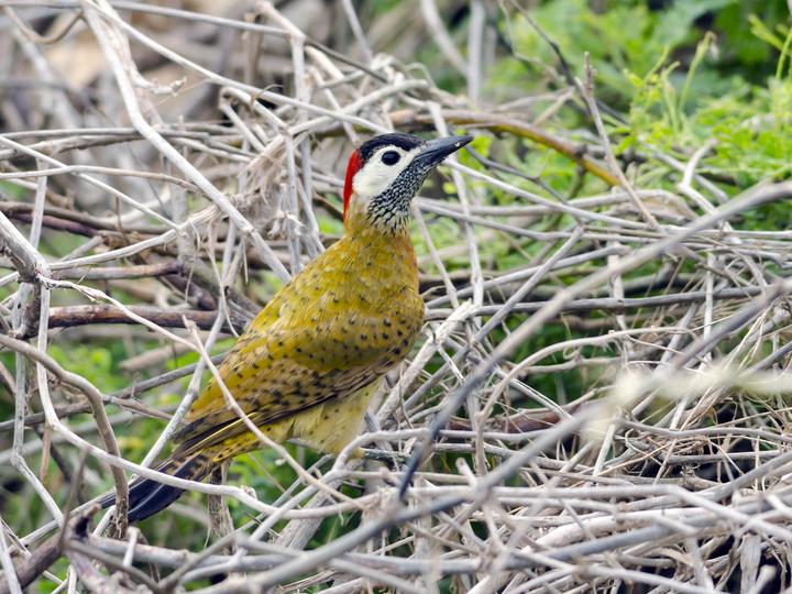 Spot-breasted Woodpecker