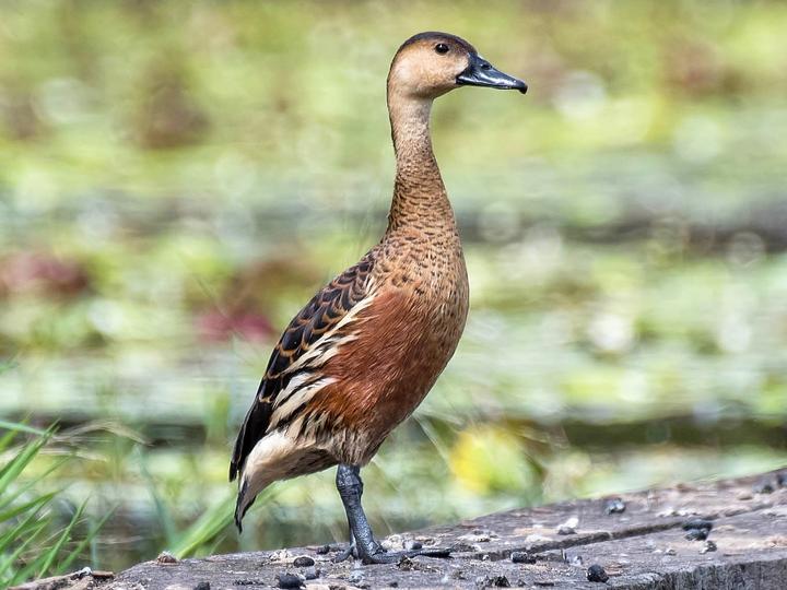 Wandering Whistling Duck