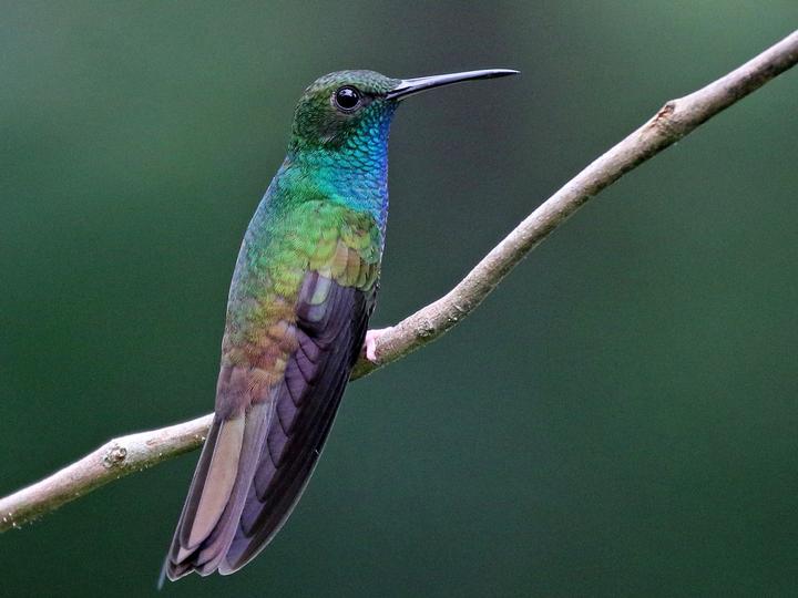 Bronze-tailed Plumeleteer