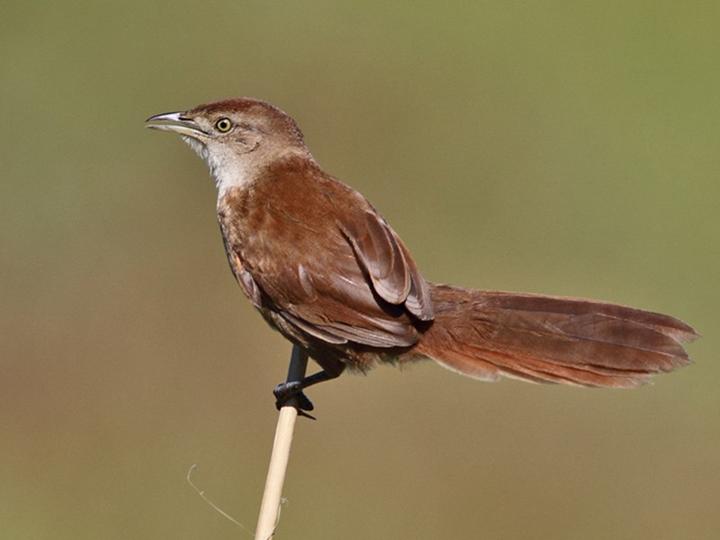 Freckle-breasted Thornbird