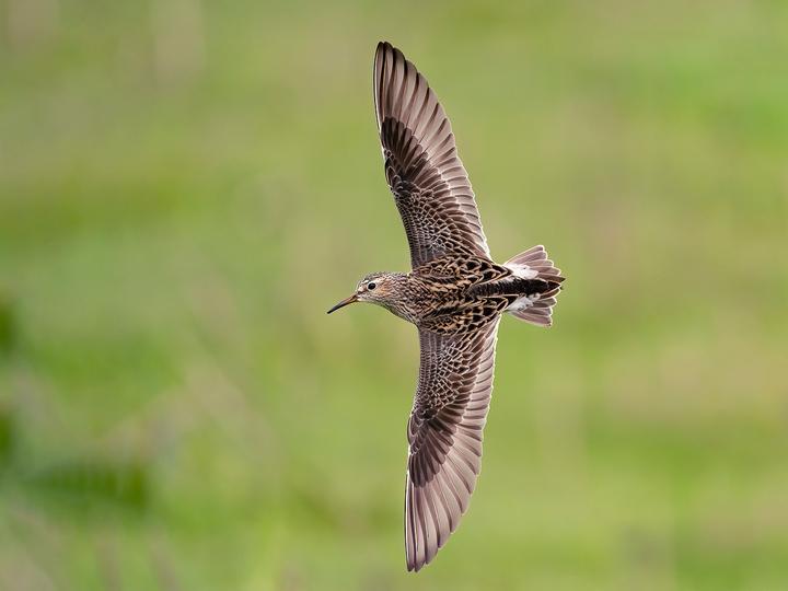 Pectoral Sandpiper