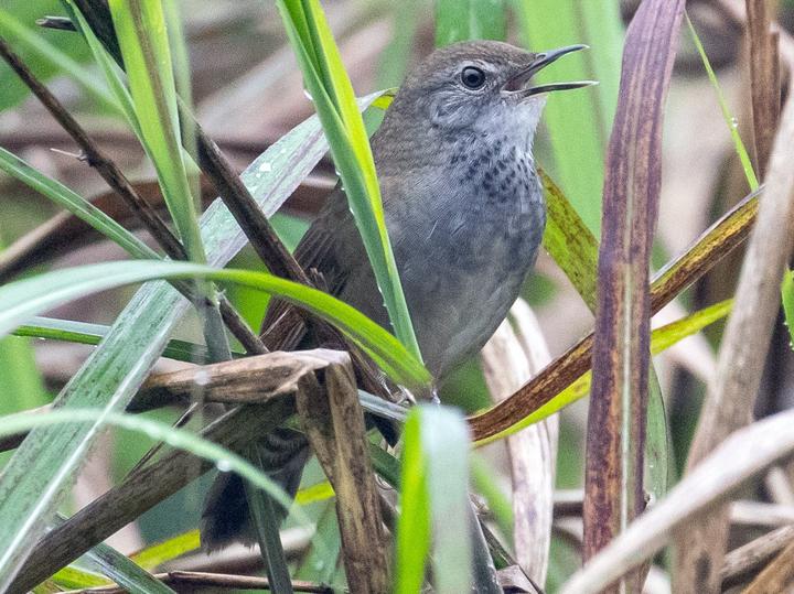 Spotted Bush Warbler