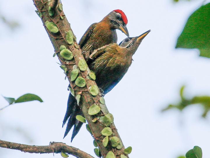 Streak-breasted Woodpecker
