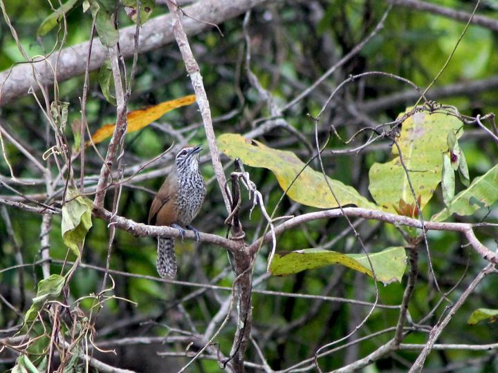 Spot-breasted Wren