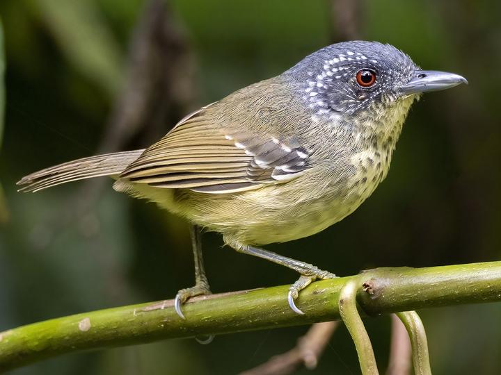 Spot-breasted Antvireo