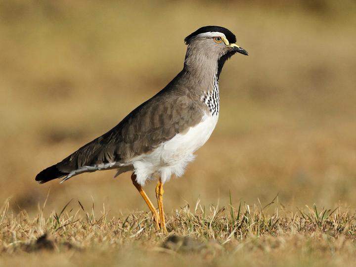 Spot-breasted Lapwing