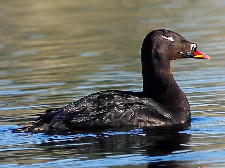Stejneger's Scoter