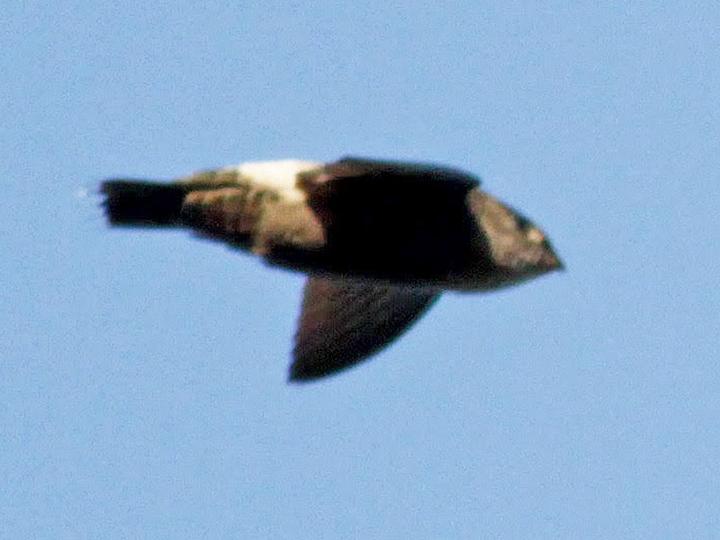 Band-rumped Swift