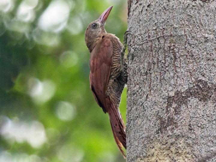 Bar-bellied Woodcreeper