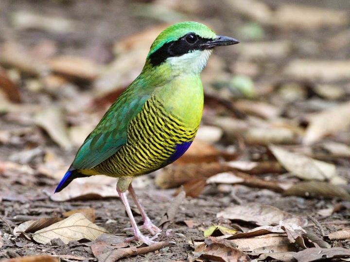 Bar-bellied Pitta