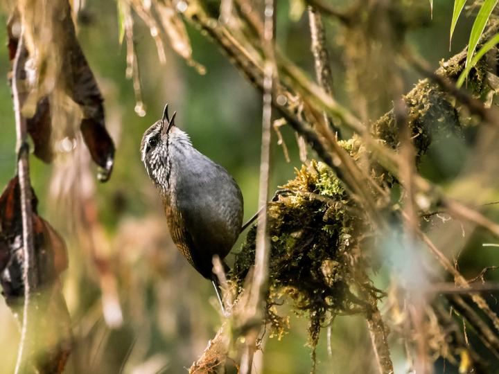 Munchique Wood Wren