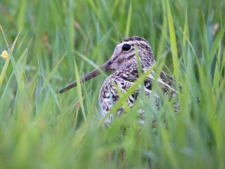 Great Snipe