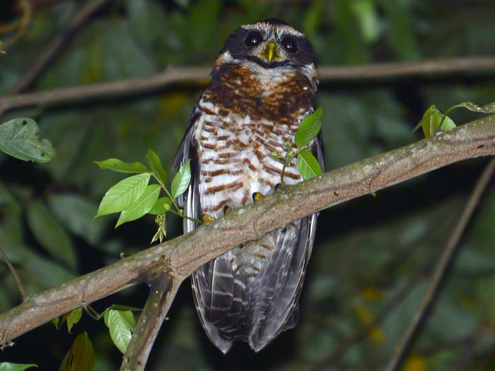 Band-bellied Owl