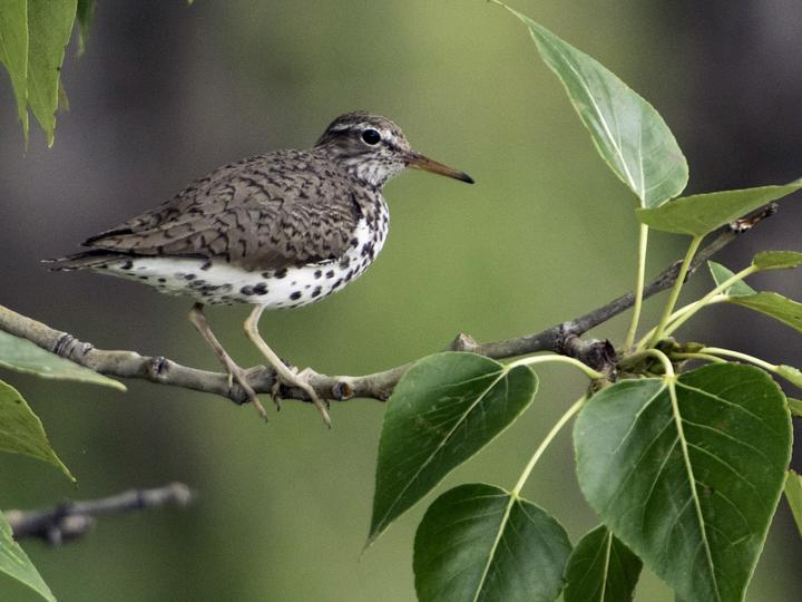Spotted Sandpiper