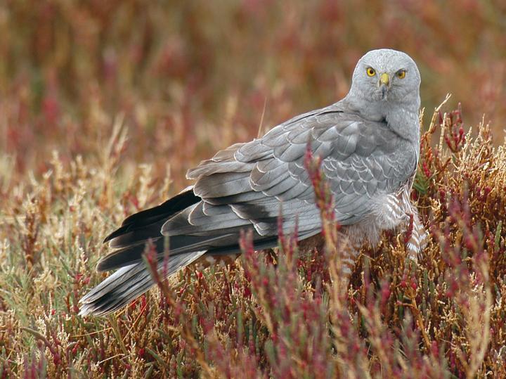 Cinereous Harrier