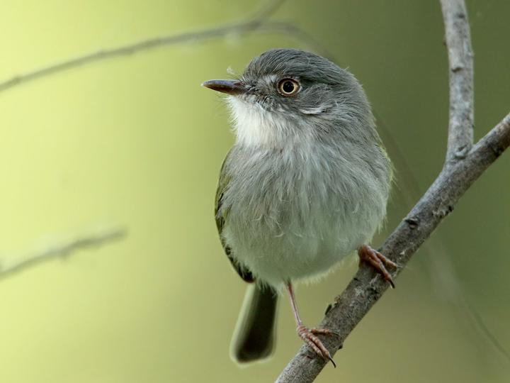 Pearly-vented Tody-Tyrant