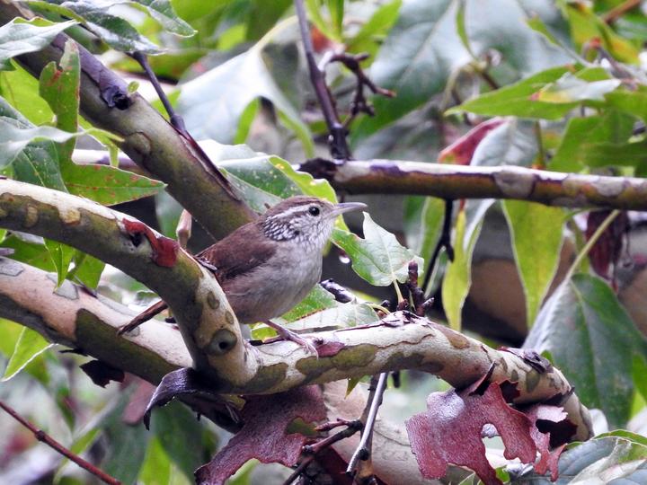 Sinaloa Wren