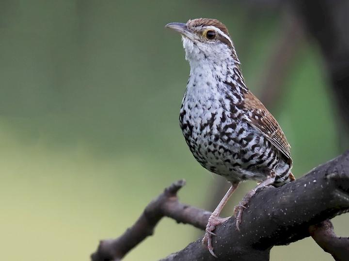 Banded Wren