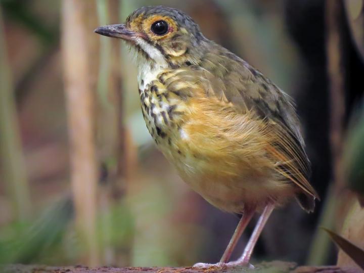 Spotted Antpitta