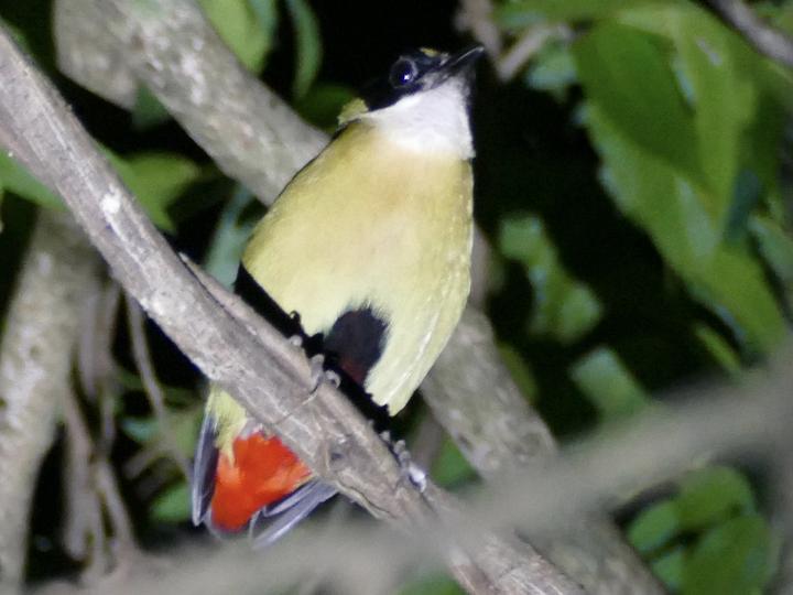 Banda Sea Pitta