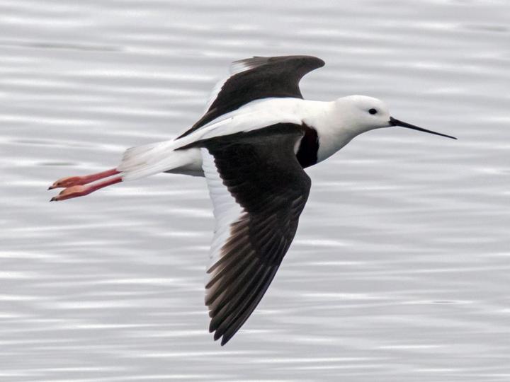 Banded Stilt