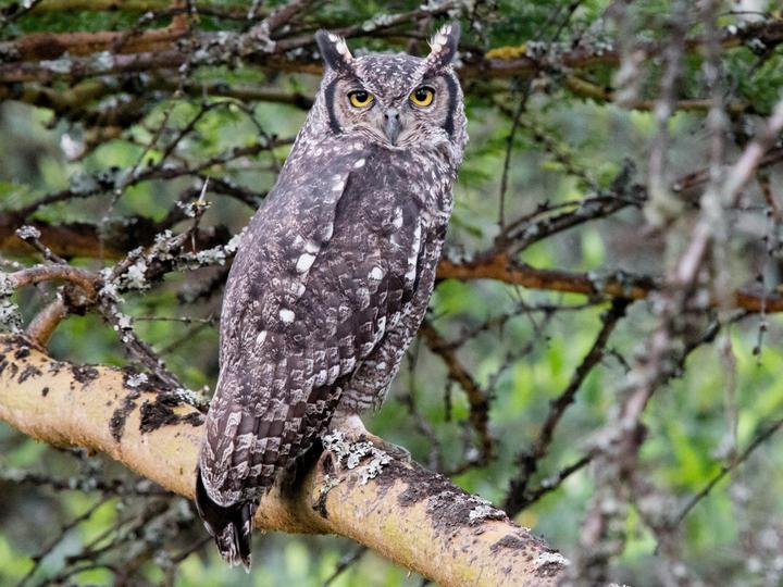 Spotted Eagle-Owl