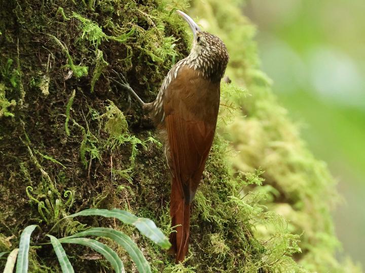 Spot-crowned Woodcreeper