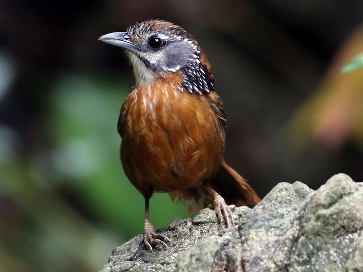 Spot-necked Babbler