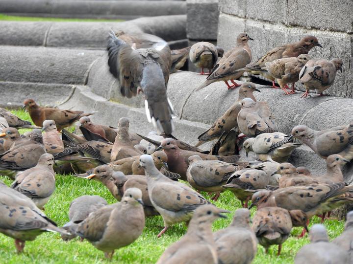 Eared Dove
