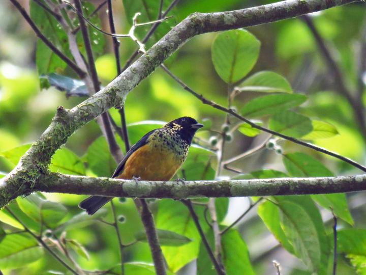 Spangle-cheeked Tanager