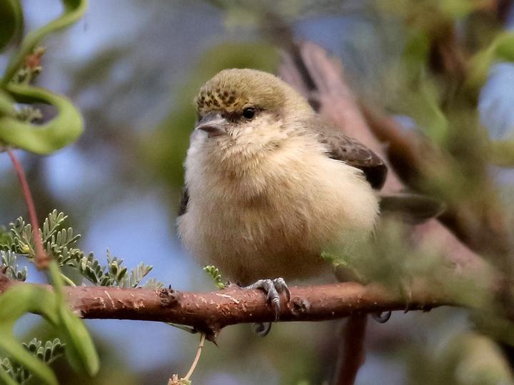 Sennar Penduline Tit