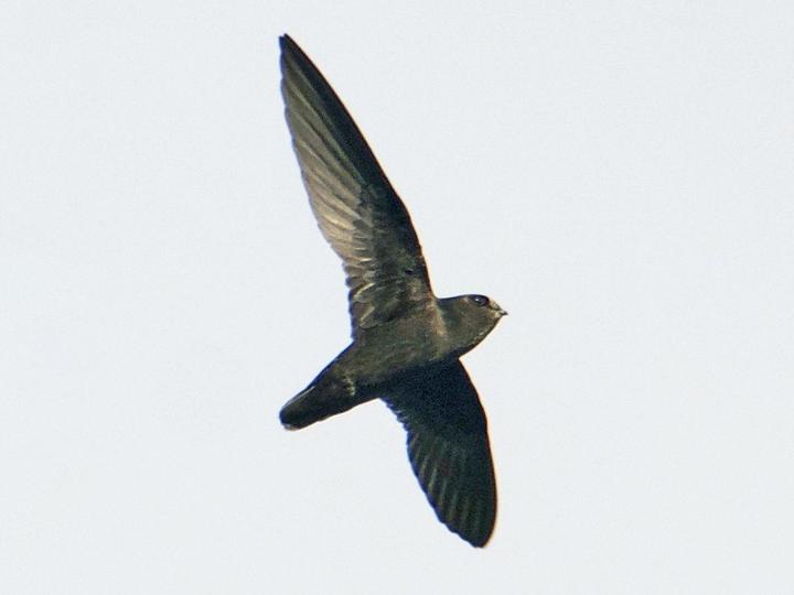 Spot-fronted Swift
