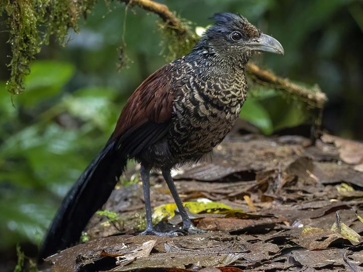 Banded Ground Cuckoo