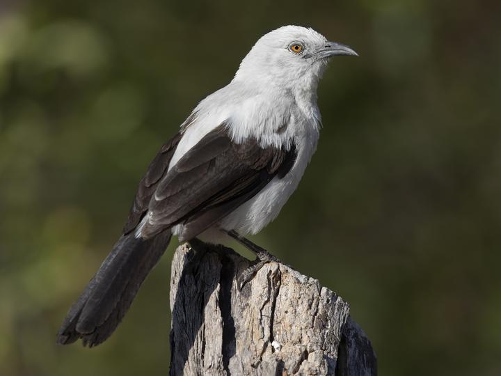 Southern Pied Babbler