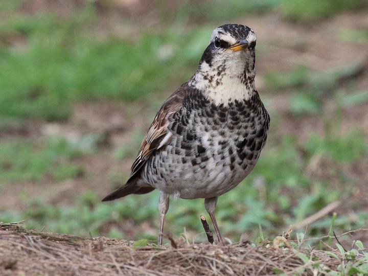 Dusky Thrush
