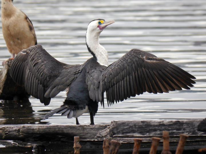 Australian Pied Cormorant