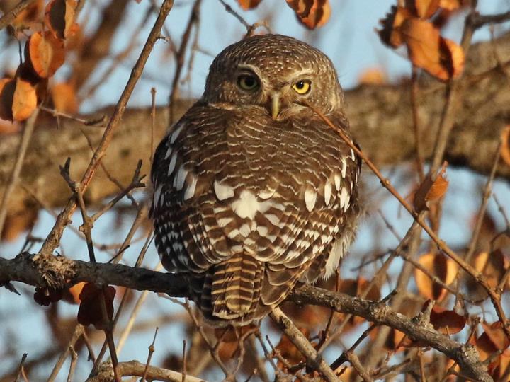 African Barred Owlet