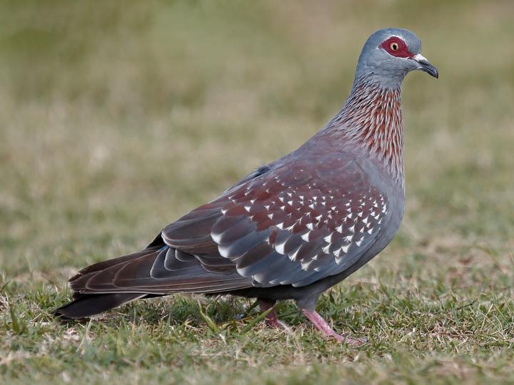 Speckled Pigeon