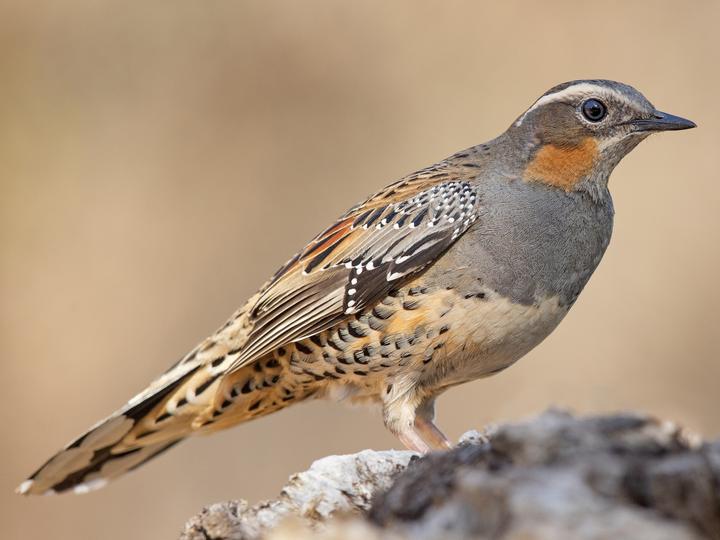 Spotted Quail-thrush