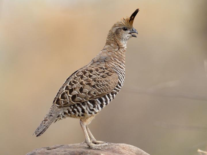 Banded Quail