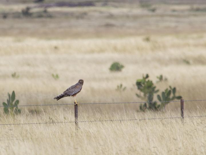 Spotted Harrier