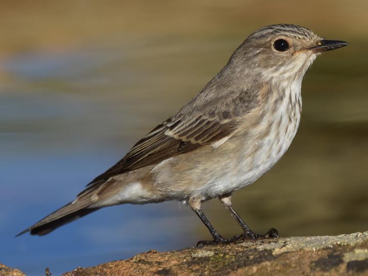 Spotted Flycatcher